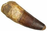 Fossil Spinosaurus Tooth - Massive, Striated Tooth #281116-1